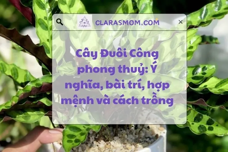 Khám Phá Ý Nghĩa Cây Đuôi Công Phong Thủy Và Cách Bài Trí 2025