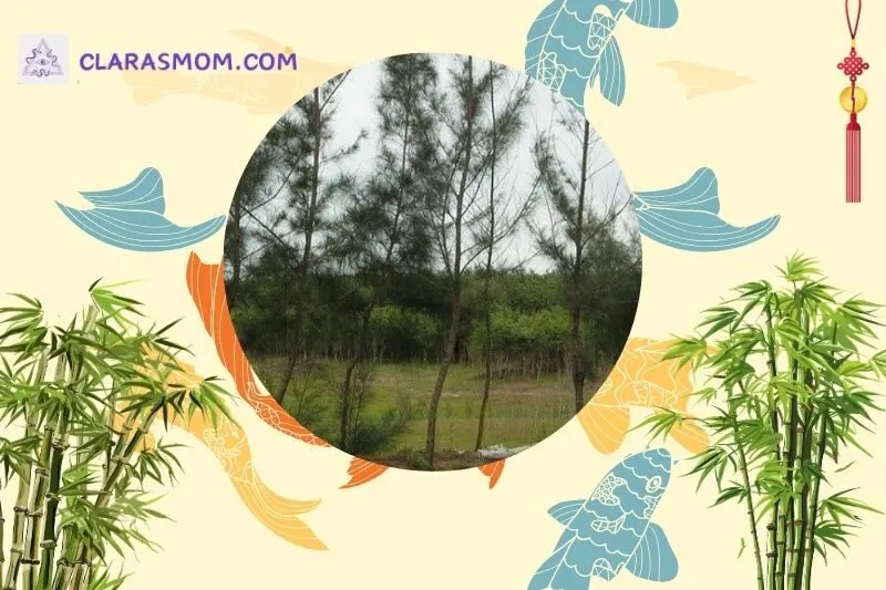 Ý nghĩa phong thủy của cây dương liễu
