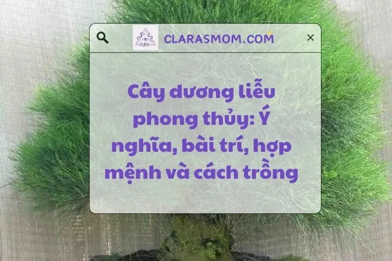 Khám phá cây dương liễu phong thủy: Ý nghĩa, cách trồng và bài trí 2025