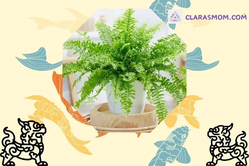 Ý nghĩa phong thủy của cây dương xỉ