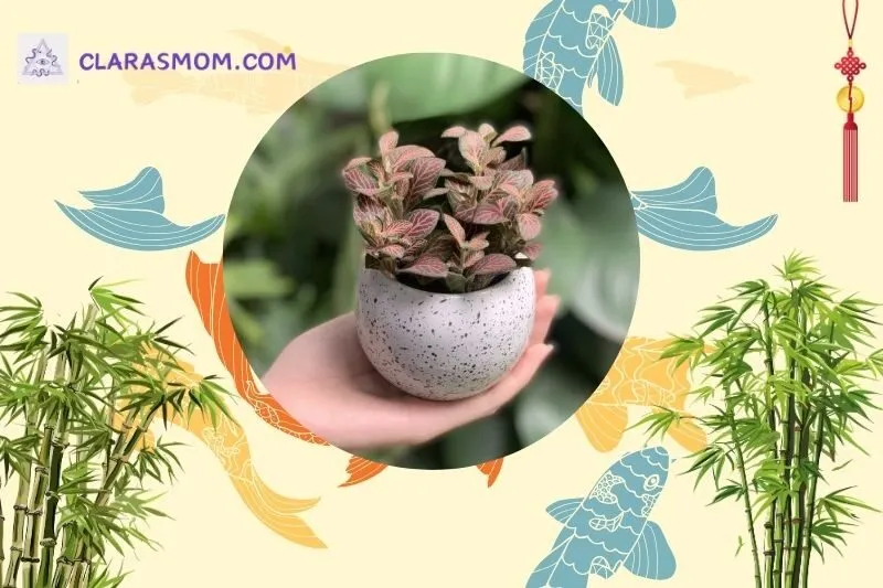 Cây hoa cẩm nhung đỏ là gì? Ý nghĩa phong thủy của cây
