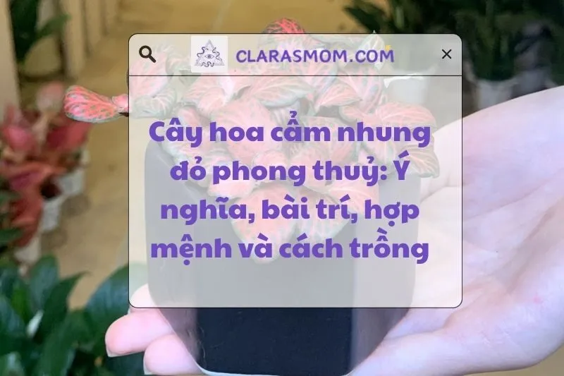 Cây Hoa Cẩm Nhung Đỏ Phong Thủy: Bài trí, hợp mệnh, và cách trồng 2025