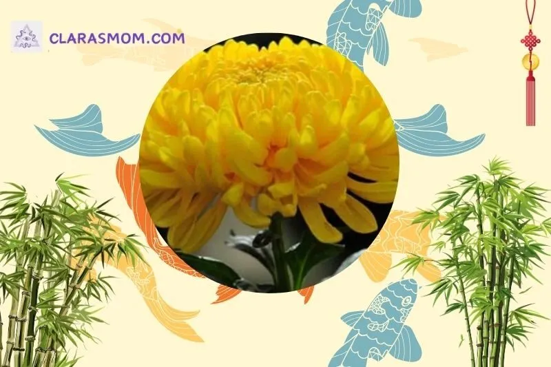 Cây hoa cúc phong thủy là gì? Ý nghĩa và biểu tượng của hoa cúc trong đời sống