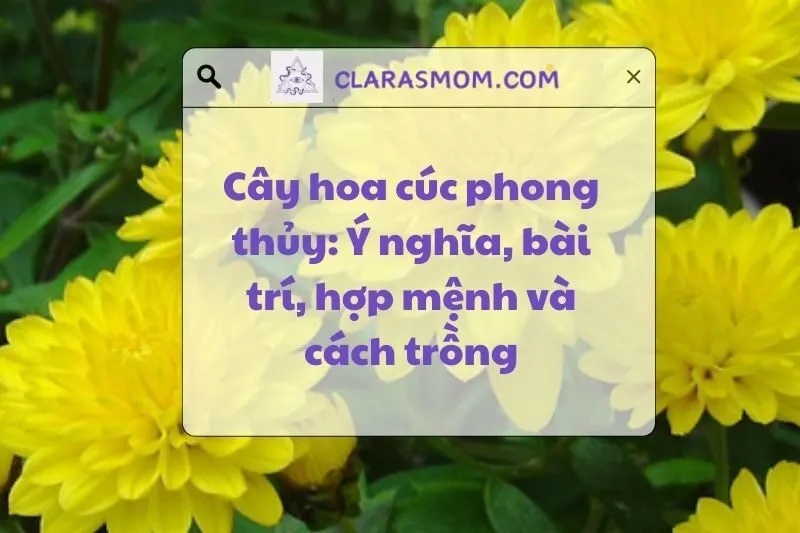 Cây Hoa Cúc Phong Thủy: Ý Nghĩa, Cách Chọn Và Bài Trí 2025
