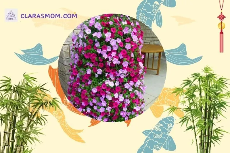 Ý nghĩa và công dụng của cây hoa dạ yến thảo trong phong thủy