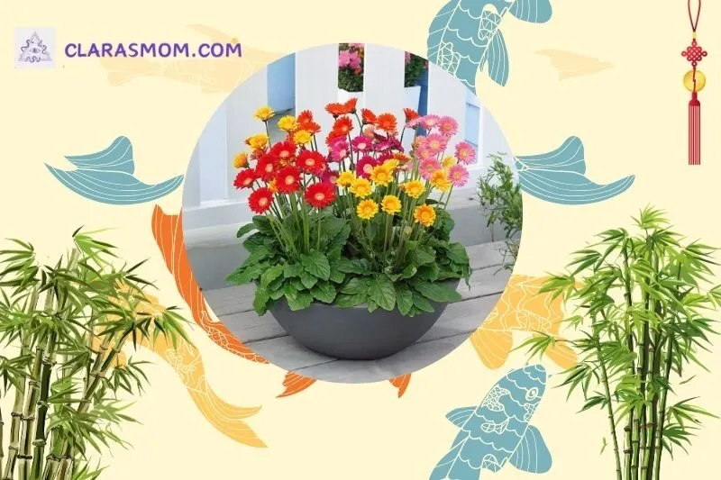 Ý nghĩa phong thủy của cây hoa đồng tiền