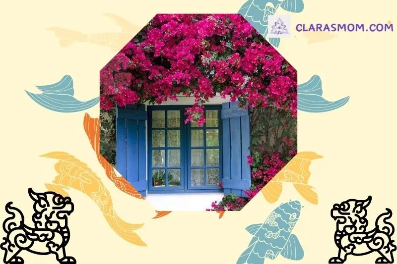 Ý nghĩa phong thủy của cây hoa giấy