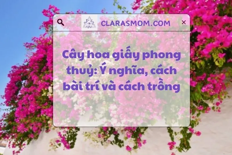 Ý nghĩa và cách trồng cây hoa giấy phong thủy chuẩn nhất 2025
