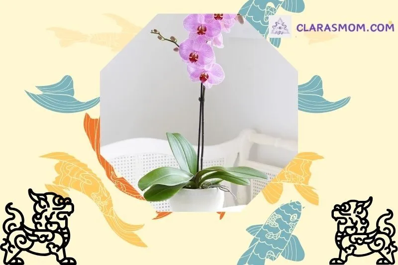 Ý nghĩa của cây hoa lan trong phong thủy