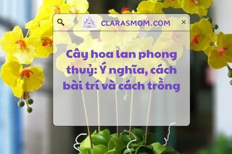Cây hoa lan phong thủy: Ý nghĩa, cách chọn và bài trí 2025