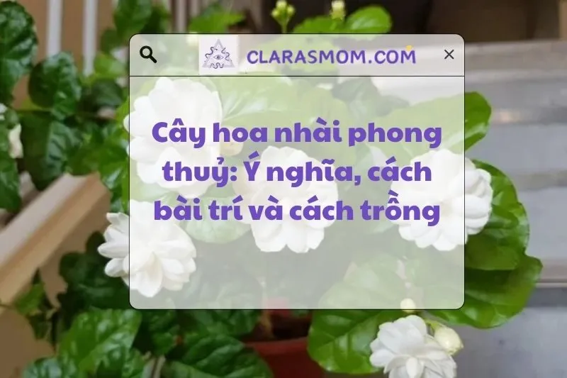 Cây hoa nhài phong thủy – Ý nghĩa và cách bài trí hợp mệnh 2025