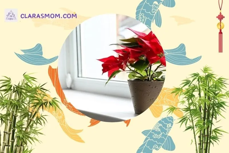 Cây hoa trạng nguyên phong thủy là gì? Ý nghĩa và công dụng trong cuộc sống