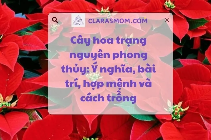 Cây hoa trạng nguyên phong thủy là gì? Ý nghĩa và công dụng trong cuộc sống