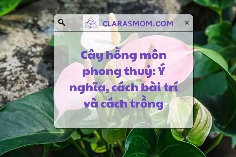 Cây hồng môn phong thuỷ: Ý nghĩa, cách bài trí và chăm sóc 2025
