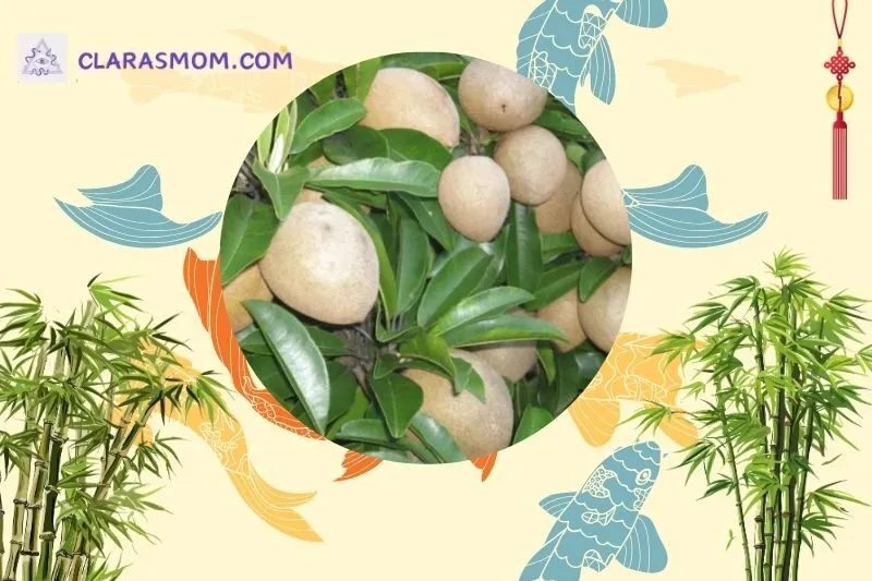 Cây hồng xiêm phong thủy là gì và ý nghĩa trong cuộc sống
