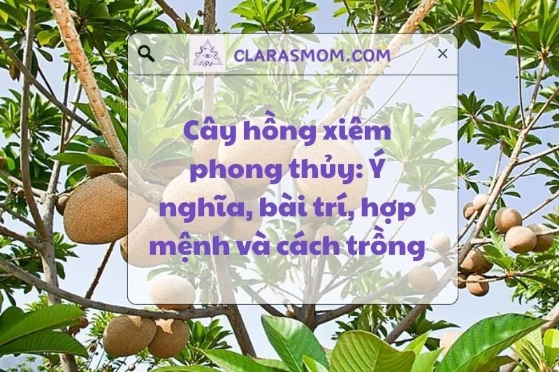 Cây Hồng Xiêm Phong Thủy: Ý Nghĩa, Lợi Ích Và Cách Trồng 2025