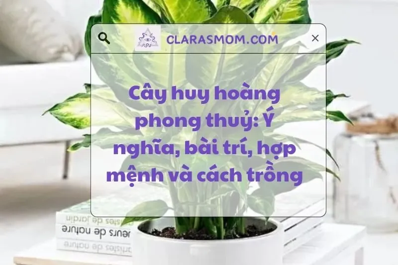 Cây huy hoàng phong thủy: Ý nghĩa và cách trồng hợp mệnh 2025