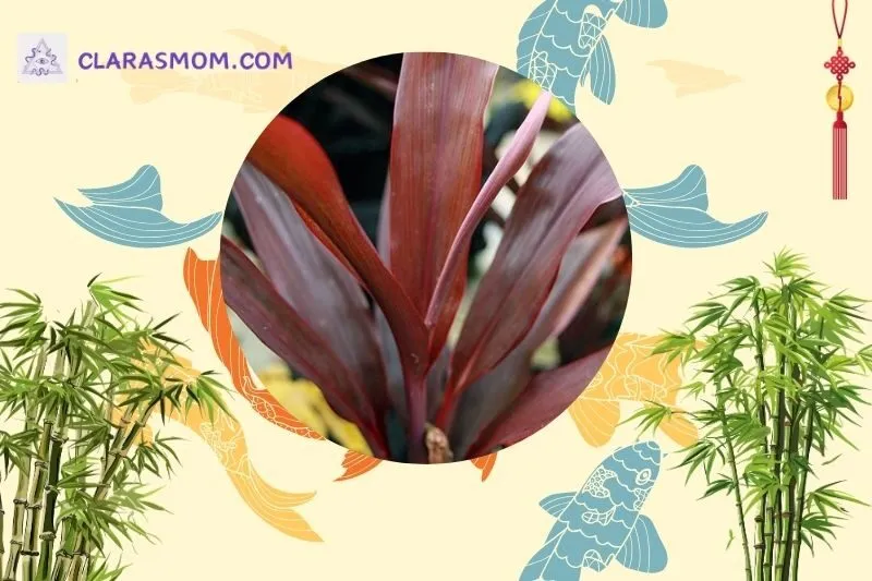 Cây huyết dụ phong thủy là gì? Ý nghĩa và lợi ích đối với gia chủ
