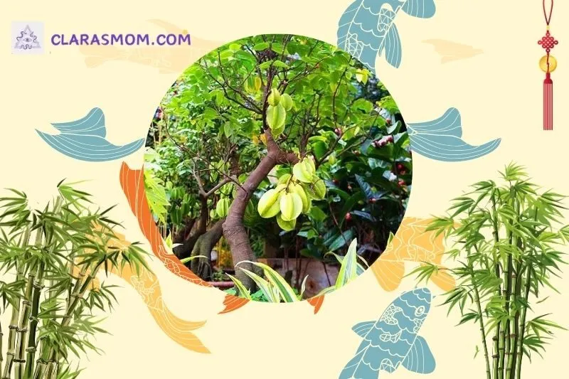Cây khế phong thủy là gì? Ý nghĩa và công dụng của cây khế trong phong thủy