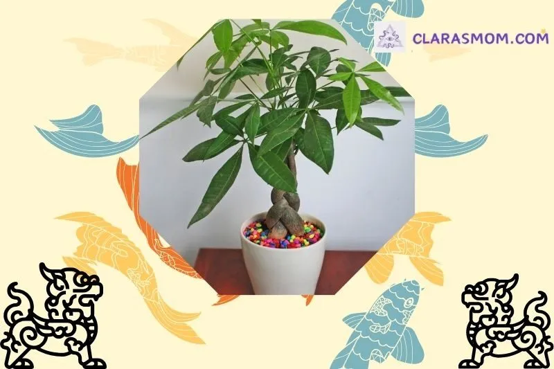 Ý nghĩa và khái niệm về cây kim ngân phong thuỷ