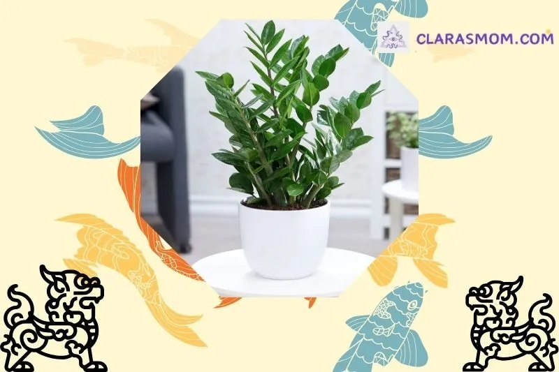 Ý nghĩa phong thuỷ của cây kim tiền