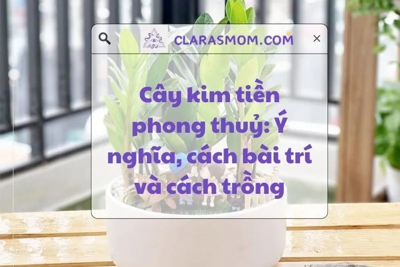 Cây kim tiền phong thuỷ: Ý nghĩa, cách trồng và chăm sóc 2025