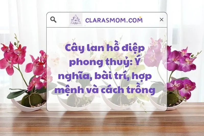 Cây Lan Hồ Điệp Phong Thủy: Ý Nghĩa Và Cách Chọn Theo Mệnh 2025
