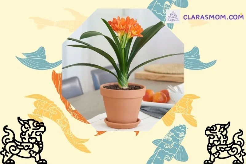 Cây lan quân tử phong thủy: Khái niệm và ý nghĩa