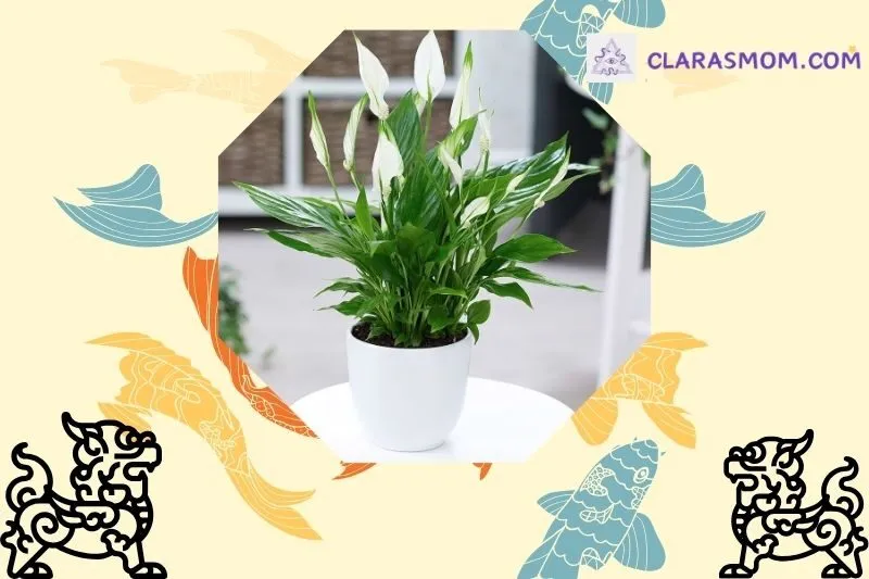 Cây lan ý phong thủy: Khái niệm và ý nghĩa