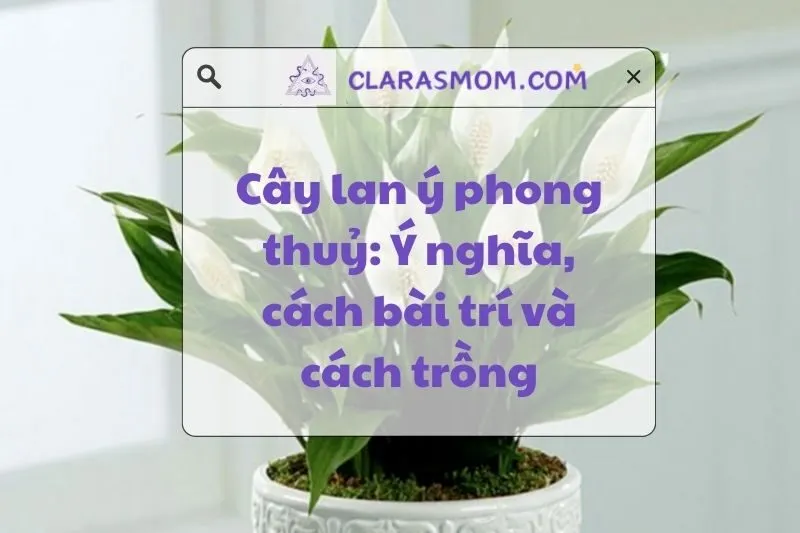 Cây lan ý phong thủy: Ý nghĩa, công dụng và cách chăm sóc dễ dàng