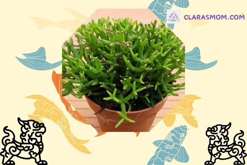 Ý nghĩa phong thủy của cây Lộc Nhung