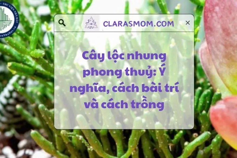 Cây Lộc Nhung Phong Thủy: Ý Nghĩa, Cách Chăm Sóc Và Bài Trí 2025