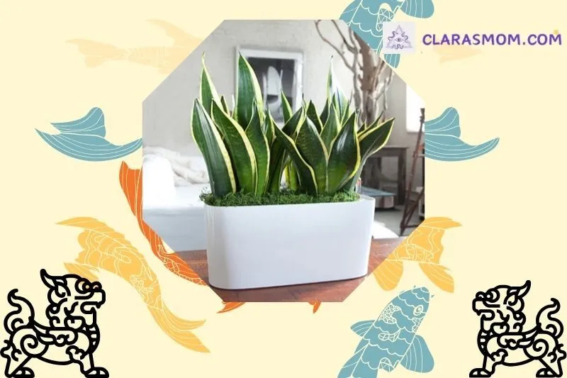 Ý nghĩa phong thủy và tác dụng của cây lưỡi hổ