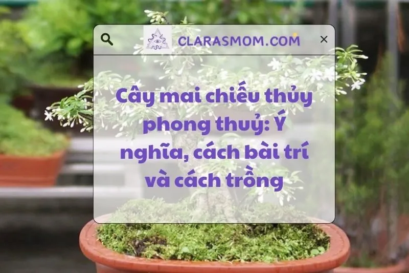 Cây mai chiếu thủy phong thuỷ: Ý nghĩa, cách bài trí và chăm sóc 2025
