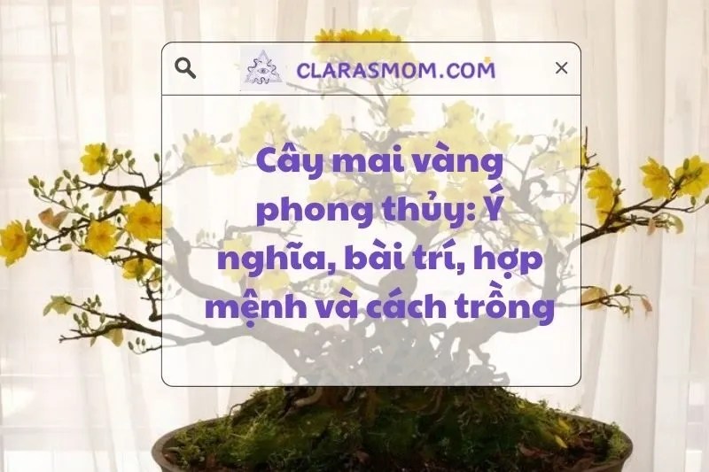 Cây Mai Vàng Phong Thủy: Ý Nghĩa, Cách Đặt, và Chăm Sóc 2025