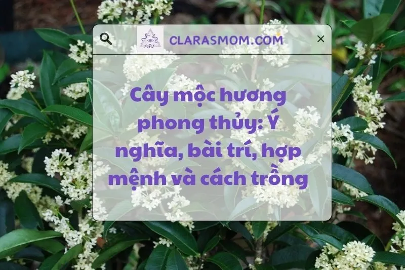Cây Mộc Hương Phong Thủy: Ý Nghĩa, Cách Chọn Và Bài Trí 2025