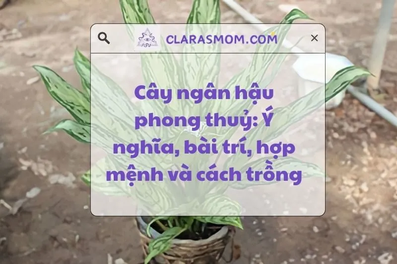 Cây ngân hậu phong thuỷ: Ý nghĩa, cách đặt và chăm sóc tốt nhất 2025