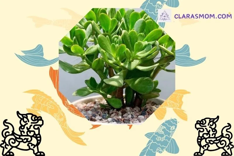 Cây Ngọc Bích Phong Thủy Là Gì?