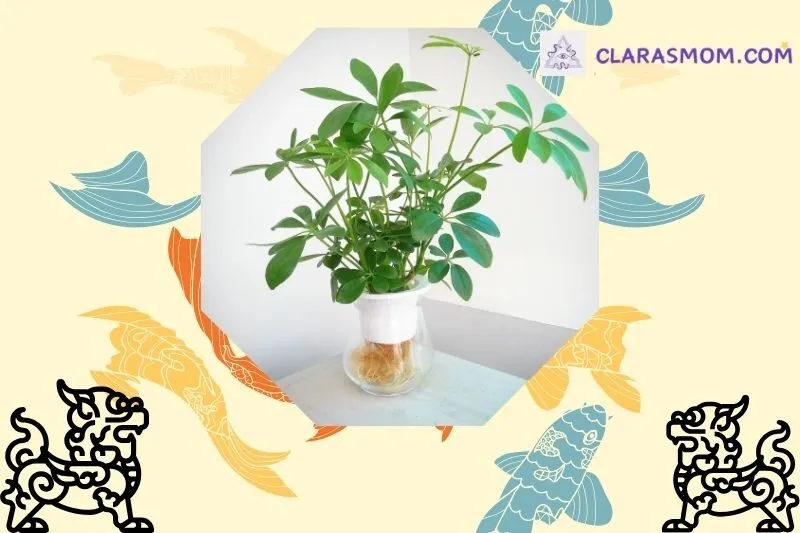 Cây ngũ gia bì phong thủy: Ý nghĩa và công dụng