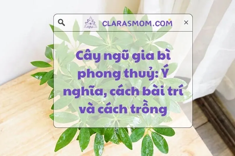 Cây ngũ gia bì phong thủy: Ý nghĩa, công dụng và cách bài trí 2025