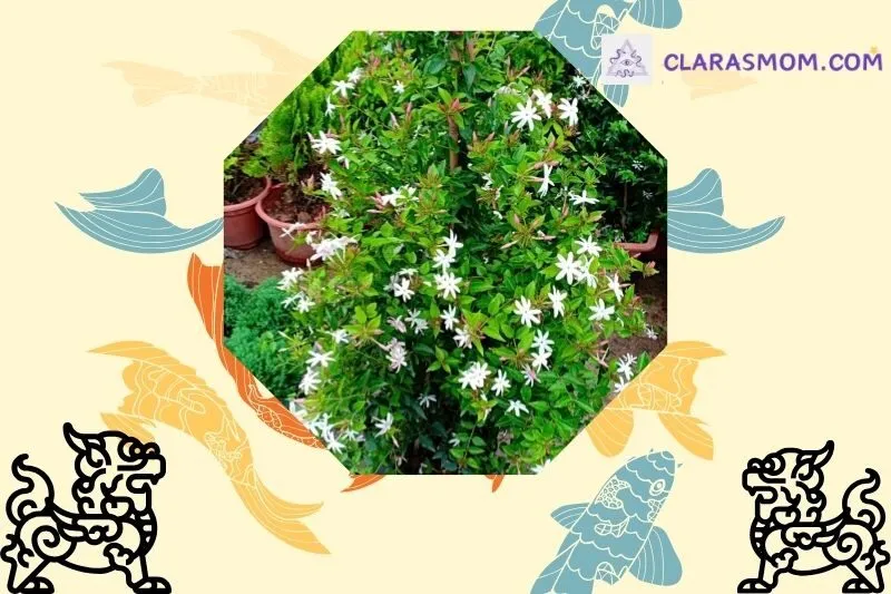 Ý nghĩa phong thủy của cây nguyệt quế