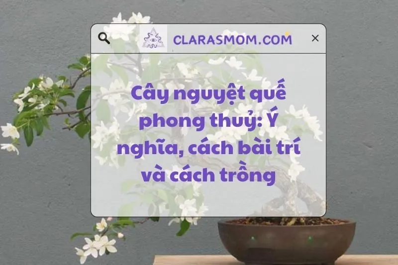 Tìm hiểu cây nguyệt quế phong thủy: Ý nghĩa và cách trồng hiệu quả 2025