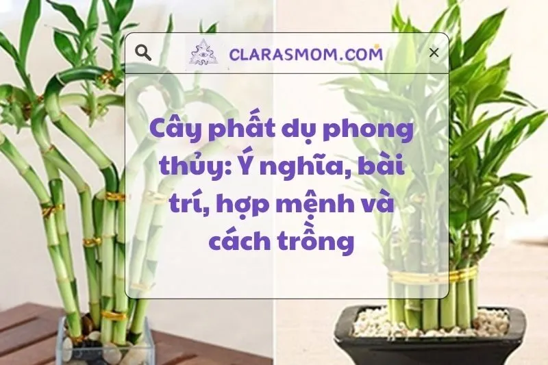 Ý nghĩa và cách trồng cây Phất Dụ phong thủy hợp mệnh 2025