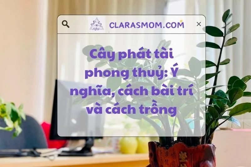 Cây phát tài phong thuỷ: Ý nghĩa, cách bài trí và chăm sóc 2025