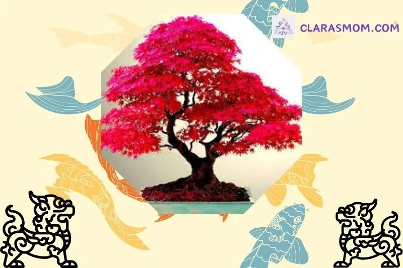 Cây phong lá đỏ phong thủy là gì?