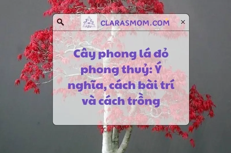 Cây phong lá đỏ phong thủy: Ý nghĩa, cách chọn và chăm sóc 2025