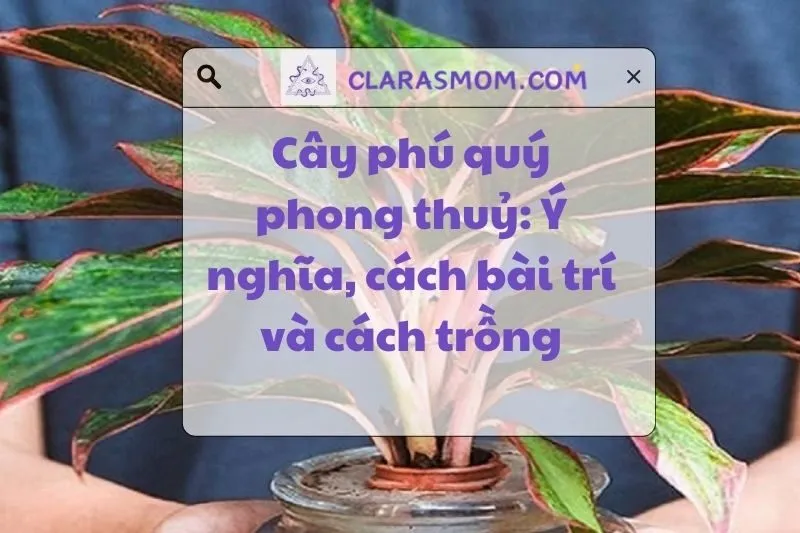 Cây phú quý phong thủy: Ý nghĩa và cách chăm sóc 2025