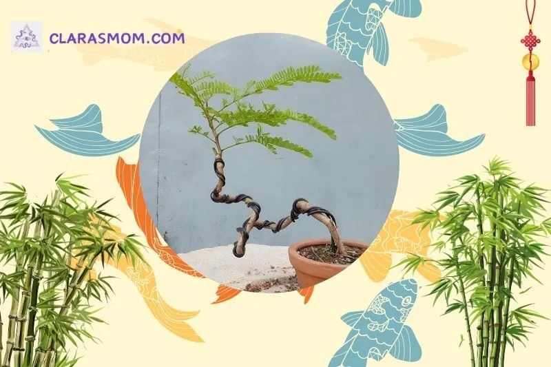 Cây phượng vĩ bonsai là gì? Ý nghĩa và công dụng phong thủy