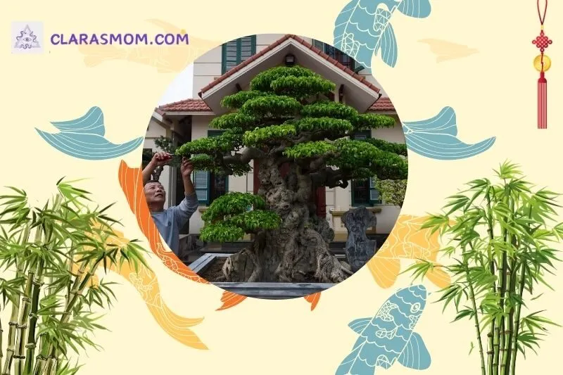 Ý nghĩa và tác dụng phong thủy của cây sanh