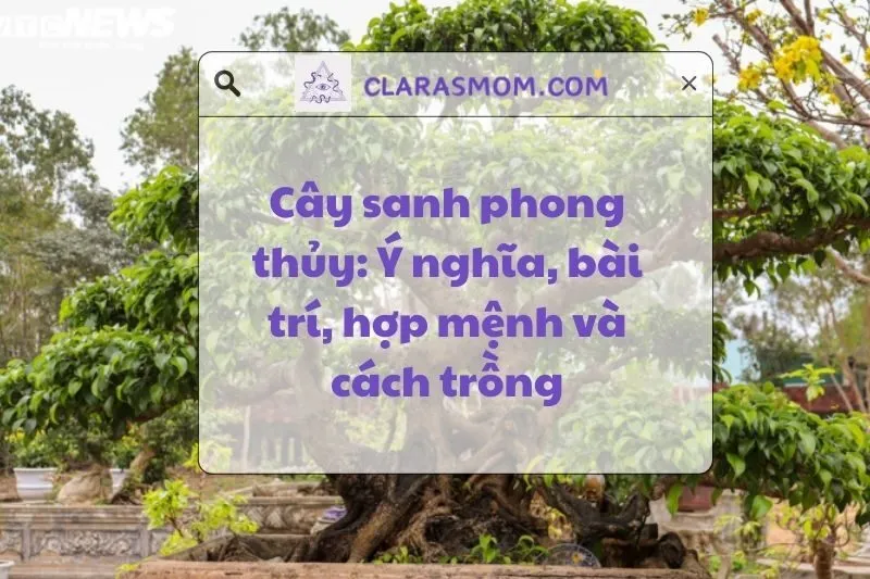Khám Phá Ý Nghĩa Cây Sanh Phong Thủy Và Cách Chọn Hợp Mệnh 2025